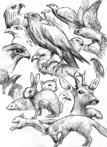 wildlife sketches by paulloudon
